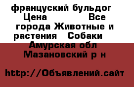 француский бульдог › Цена ­ 40 000 - Все города Животные и растения » Собаки   . Амурская обл.,Мазановский р-н